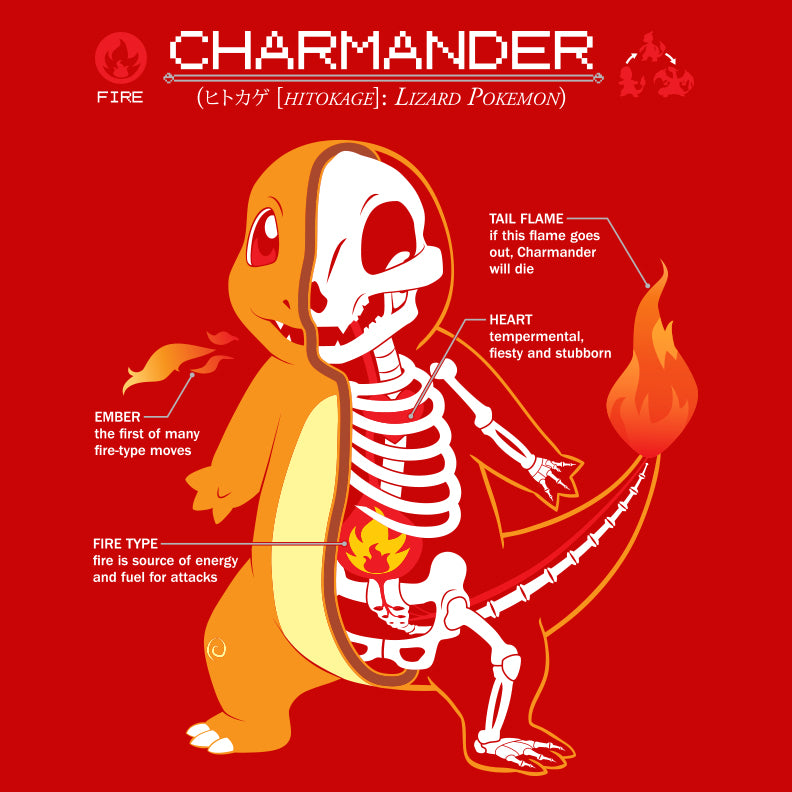 2881 - Chamander Anatomy